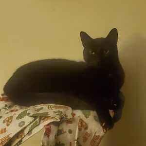 I RESCUE KITTIES & TNR